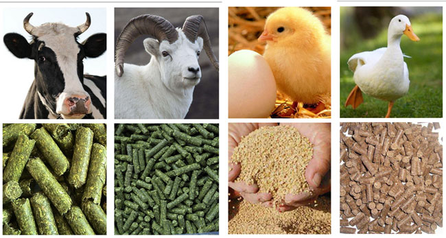 chaîne de production d'alimentation des animaux